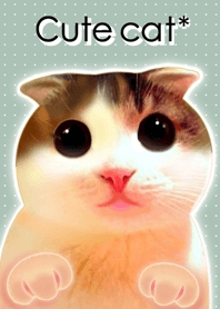 Cute cat*