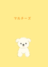 maltese dog yellow