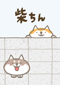Shiba Inu Dog Shinbe Renewal