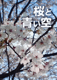 桜と青い空