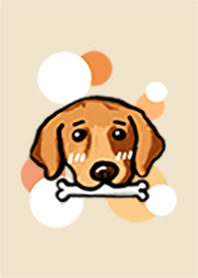 QQ 黃金獵犬！