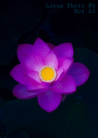 Lotus Photo #6-2 NotAI