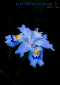 Iris Japonica Photo #2-4 Not AI