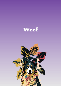 Cheerful Border Collie purple