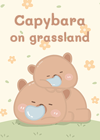 Capybara on grass land!
