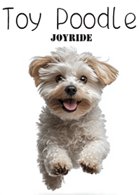 トイプードル Toy Poodle2