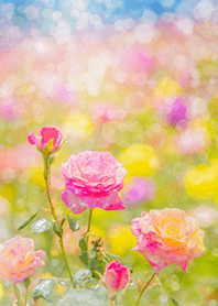 Beautiful rose flower(R3953)