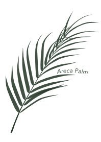 Areca Palm 01(White)