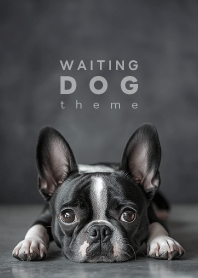 WAITING DOG - ボストンテリア 01/BW -