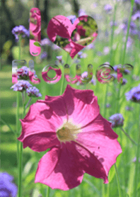 ธีมดอกไม้หลากสี