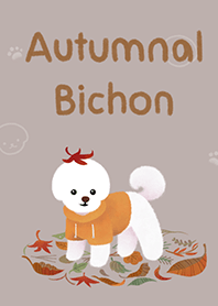 秋季捲毛比雄犬