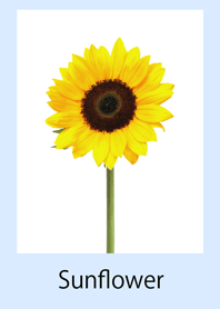 beautiful sunflower field