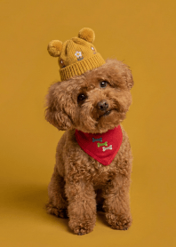 Poodle or Bear? Cute Transformation