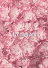 hydrangea (Ajisai)18