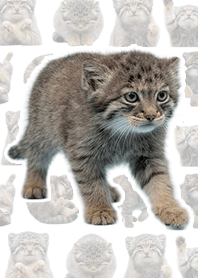 曼努貓寶寶真人版 白色主題