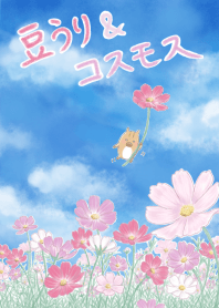 豆うり&コスモス