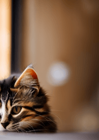 Nyanko Great Runaway#CDVAF221.