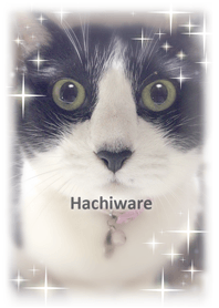 Hachiware-chan@Pet Grand Prix