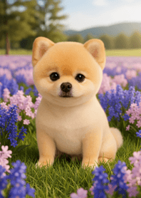 The Cutest Moments of My Pomeranian9