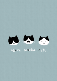 three bicolor cats