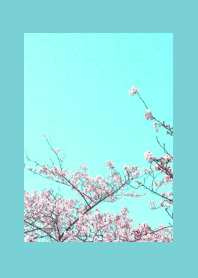 CHERRY BLOSSOMS & BLUE SKYj-MINT GREEN