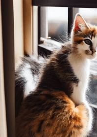 Nyanko Great Runaway #MYWX01.