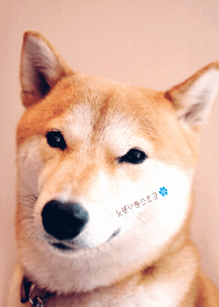 しばいぬハナコのきせかえ 8【柴犬写真】