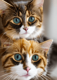 nyanko great runaway#bnhb017