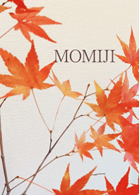 Maple leaves in autumn12.