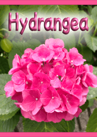 Pink Hydrangea Theme (Pink) [Photo]