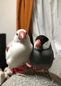 かわいい文鳥さん@ペットグランプリ