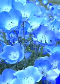 NEMOPHILA-Flower 15