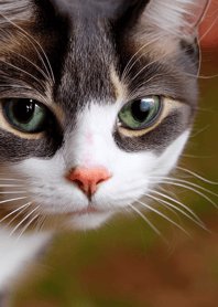 Cats run wild #CYUaT05.