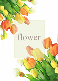 Light tulip fragrance4.