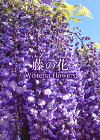 Tema "Bunga wisteria"
