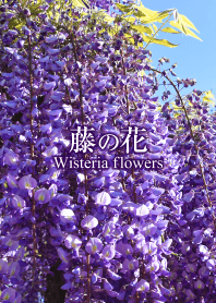 「藤の花」きせかえ