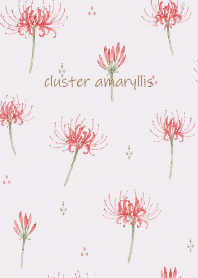 cluster amaryllis01 purple JP