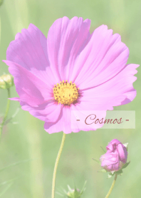 -- Cosmos -- 19