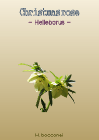 Christmasrose [Helleborus] H.bocconei