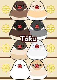 Taku Round and cute Java sparrow