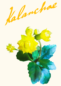 Kalanchoe(double flower)
