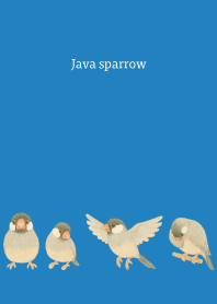 I am a Java sparrow3 on blue