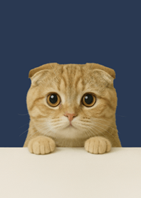 Peekaboo Cat | Scottish Fold (Navy)#3