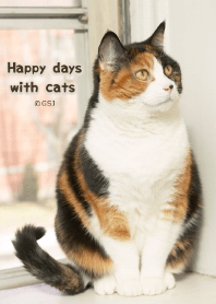 Happy days with cats from Japan