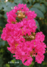 花-讓我們去簡單-