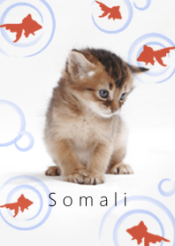 Cute dogcat Japanese Goldfish Somali