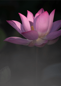 Summer Night Lotus