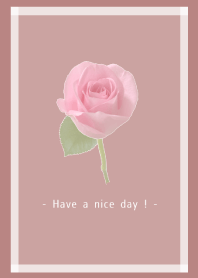 Pink Rose Theme -13-