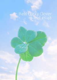 Real Lucky Clover 7-leaf #2-48