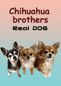 リアルDOG チワワの仲良し三兄妹